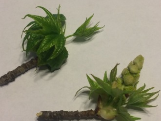 sweet gum tree with mosquito control treatment sweet gum tree with mosquito control treatment